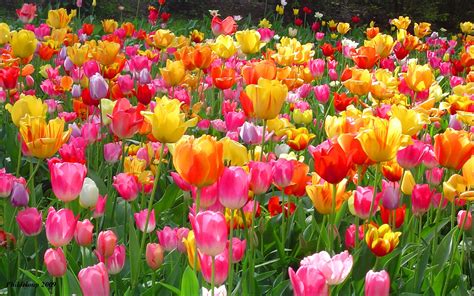 46 Free Tulip Wallpaper Screensavers