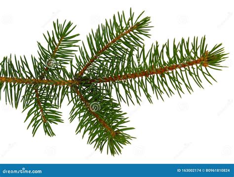 Fir Tree Branches Isolated Branch Tree Fir Evergreen Twig To Xmas