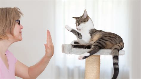 5 Easy Impressive Tricks And Commands You Can Teach Your Cat To Do
