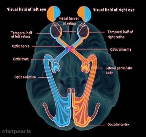 Optic Nerve Chiasm