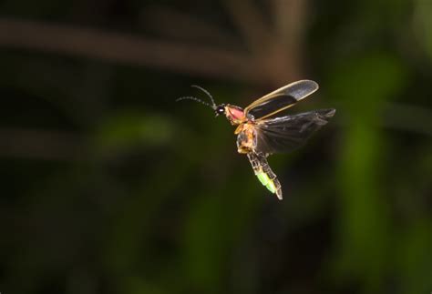 Fireflies Need The Dark To Talk With Light International Dark Sky