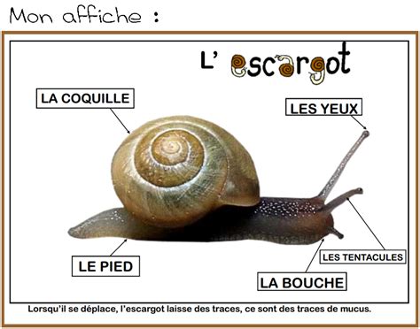 Épinglé sur ELEVAGE ESCARGOY