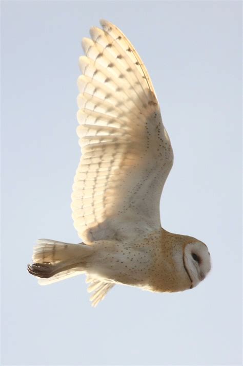 engineers mimic owl wings  reduce wind turbine noise boing boing