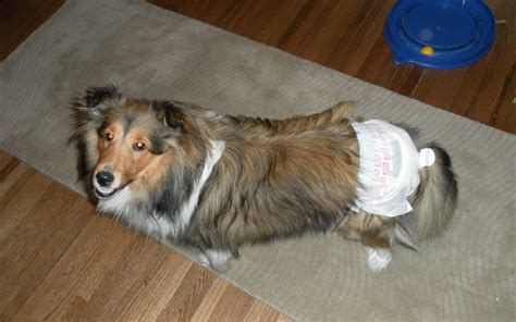 The Best Doggie Diapers Your Complete Guide Plus Expert Tips