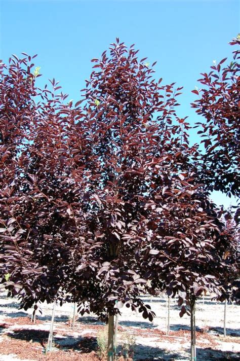 Canada Red Chokecherry Tree Profile By Kuenzi Turf And Nursery