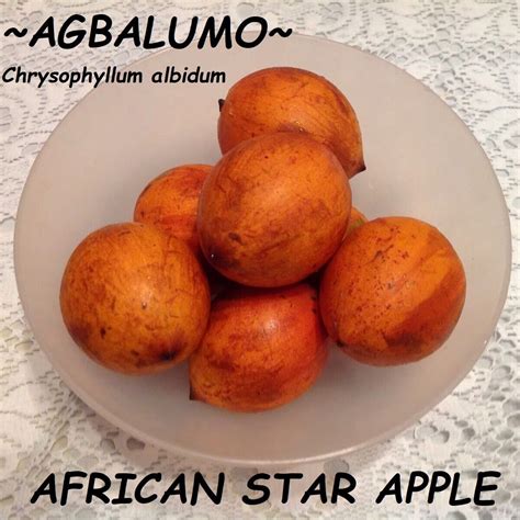 ~agbalumo~ african star apple chrysophyllum albidum fruit tree lg potted plant ebay