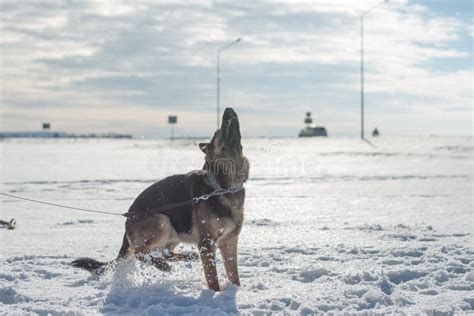German Shepherd Dog Jumping In Snow Outdoor Winter Background Stock
