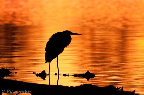 Great Blue Heron Sunrise Blackwater Refuge A Photo On Flickriver