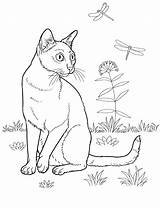 Cat Coloring Pages Cats Printable Bombay Colouring Sheets Coloringpagesforadult Colorkid Adult Adults Animals Crafts Kids sketch template
