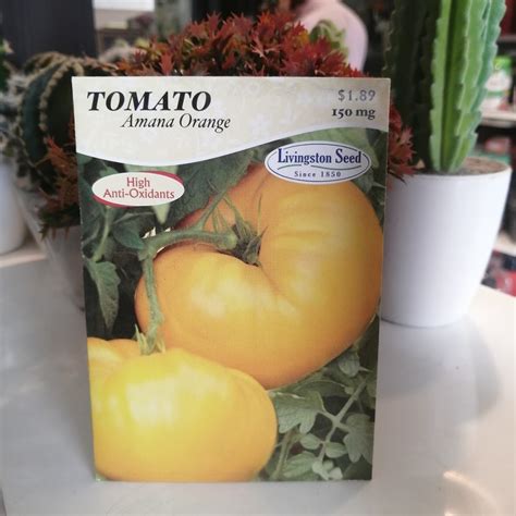 Tomato Amana Orange Summer Seeds Plantpk