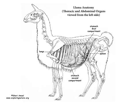 Llama Thoracic & Abdominal Organs (Left View)