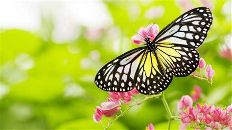 Pictures Of Flowers And Butterflies In Hd For Desktop