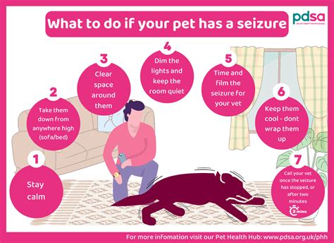 What To Do If Your Pet Has A Seizure Pdsa