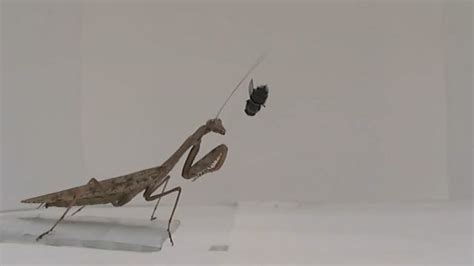 Lesson Of The Day ‘praying Mantises More Deadly Than We Knew The