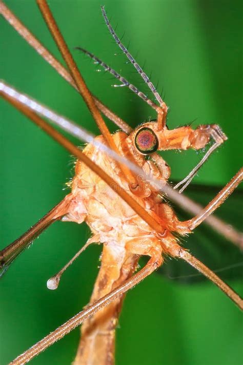 Green Eyed Crane Fly Stock Image Image Of Insect Biology 94279669