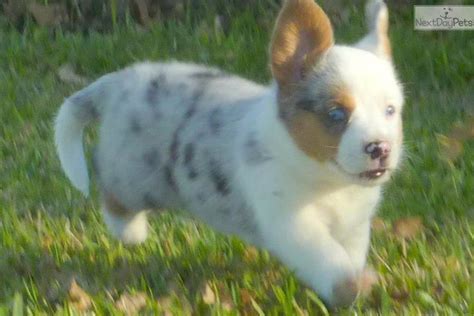 High breeding standards · find a puppy · vet check Welsh Corgi, Cardigan puppy for sale near Dallas / Fort ...