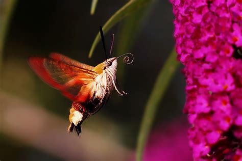 Gepostet am jul 31, 2016 von romy in schmetterlinge, tiere | keine kommentare. Hummelschwärmer (Hemaris fuciformis) - www.natur-in-nrw.de