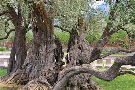 Uncovering The Secrets Of The Worlds Oldest Olive Tree Topinfosearch