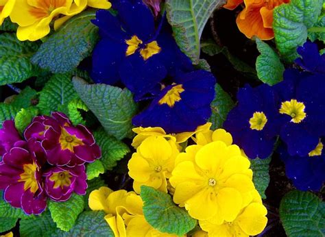 Most Fragrant Flowers According To Gardeners Balcony