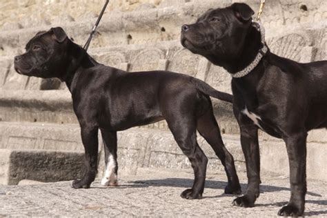 staffordshire bull terrier puppies  sale  reputable dog breeders