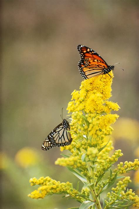 Check spelling or type a new query. Top 10 Gorgeous Flowers That Attract Butterflies - Top ...