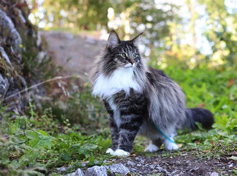 Maine coon norwegian forest cat. Maine Coon vs Norwegian Forest cat — The Little Carnivore