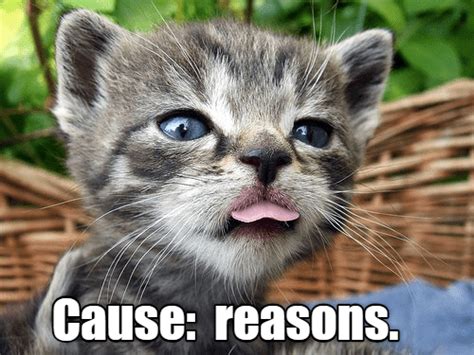 Top Memes Of The Week Cheezburger Users Edition I Can Has Cheezburger Cute Kittens