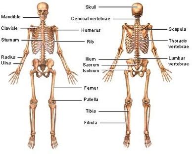 We talked about where to head bump the ball in. The Skeletal System - Zombie Factor Fiction