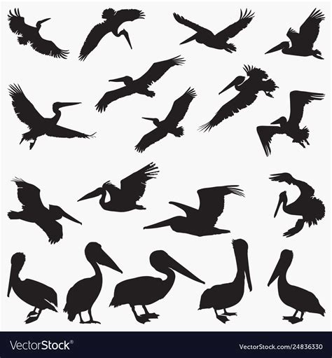 Pelican Silhouettes Royalty Free Vector Image Vectorstock