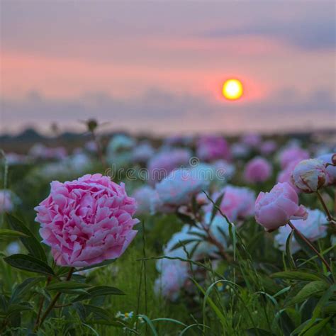 Bright Summer Field Of Blooming Colorful Peonies Flowers At Sunset