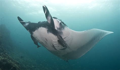 Giant Manta Rays Are Deep Sea Predators Study Finds