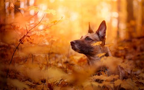 Desktop Wallpaper Malinois Dog In Forest Hd Image Picture Background