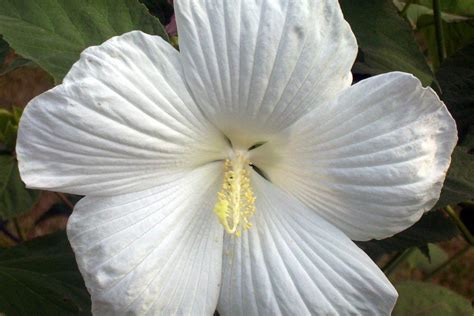 Meaning And Symbolism Of The Moonflower