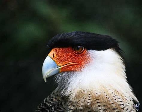 Portrait Of The Amazingly Majestic And Colorful Crested Caracara