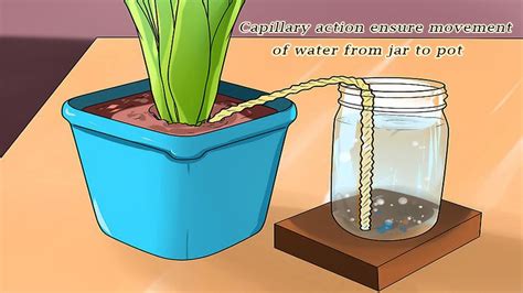 3 Self Watering System To Plants While You Are Away Best Method To