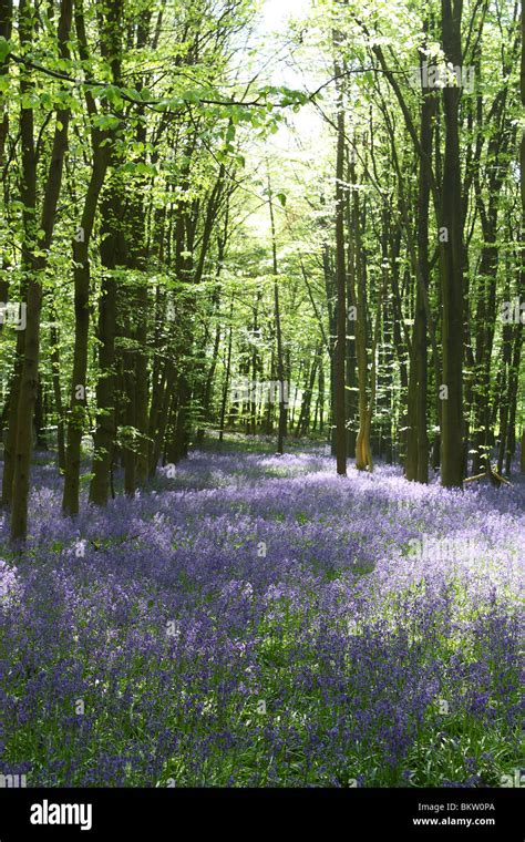 Bluebells In A Wood Dappled With Sunlight Stock Photo Alamy