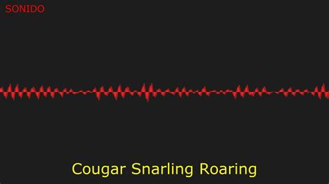Cougar Snarling Roaring Sound Effect Youtube