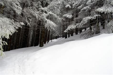 fotos gratis paisaje árbol naturaleza bosque al aire libre rock montaña frío invierno