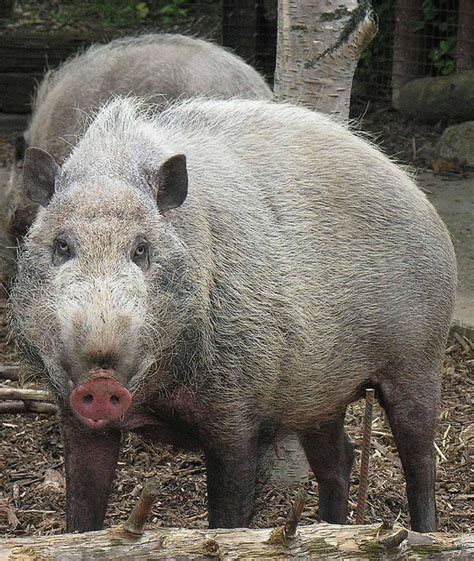 Pig Wikipedia