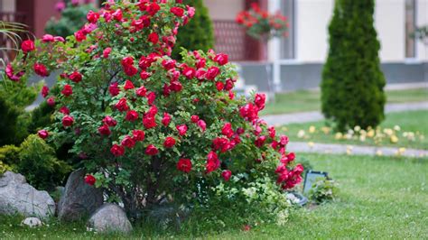 Rose Bush Tree Care
