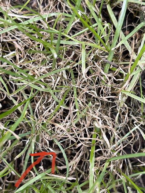 What Is Killing My Tall Fescue Lawn Care Forum