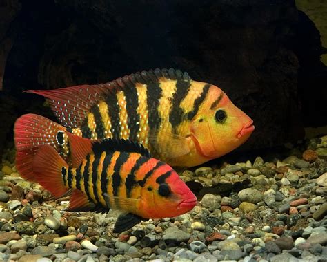 Ultimate Care Guide For Red Terror Cichlid Aquariadise