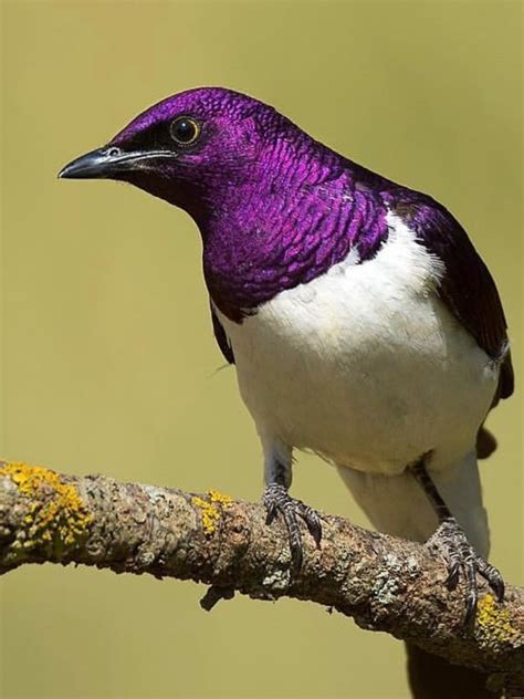 Pretty Birds Beautiful Birds Purple Bird Exotic Birds God Is Good