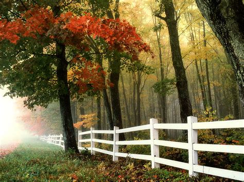 Early Morning Autumn Fall Forest Fence Landscape Hd Wallpaper Peakpx