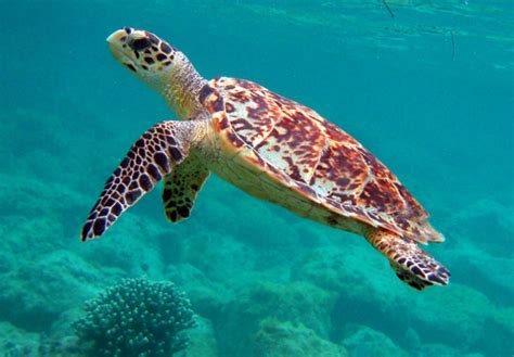 Turtle And Shipwreck Snorkel Tours Harbour Lights Barbados Beach Bar