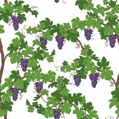 Seamless Pattern With Grapes And Leaves Stock Vector Illustration Of