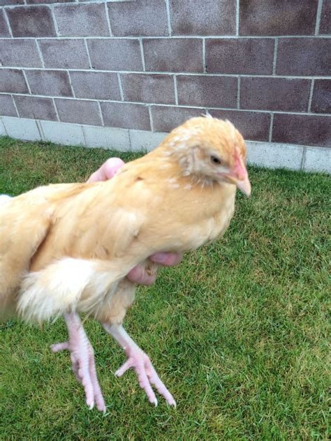 Trying to figure out if your buff orpington chicken is a hen or a rooster? Buff Orpington 6 weeks old! roo or hen? pics included ...