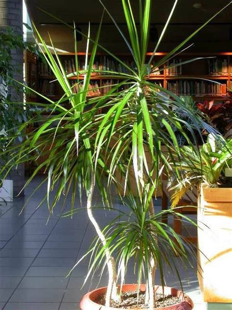 Indoor plants palm trees, 17 types of indoor palm plants best palm varieties. Indoor palm images - which are the typical types of palm ...