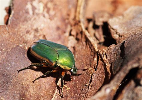 MObugs: Green June Beetle