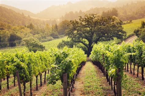 17 Best Images About Vineyards And Wineries On Pinterest Napa Valley